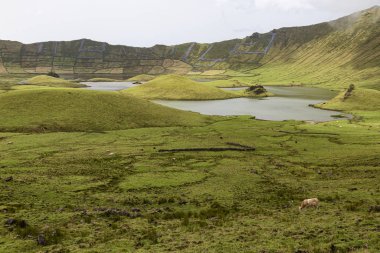 Portekiz, Azores 'deki Corvo adasındaki Corvo Krateri' nin içinde inekler otlar..