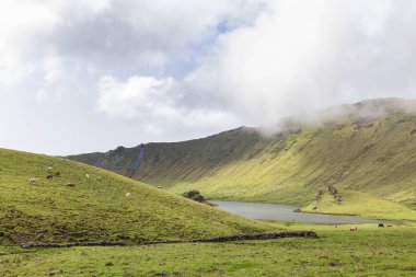Portekiz, Azores 'deki Corvo Adası' ndaki Corvo Krateri 'nin zeminindeki çayırlarda sığırlar dikiliyor..