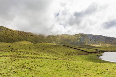 Portekiz 'in Azores kentindeki Corvo adasında Corvo kalderasının ortasında bir göl boyunca otlayan inekler görülüyor.. 