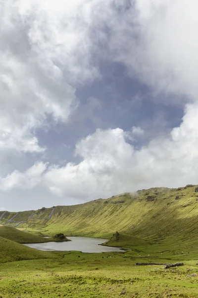Βοοειδή Βόσκουν Κοντά Μια Μικρή Λίμνη Στον Κρατήρα Corvo Στο — Φωτογραφία Αρχείου