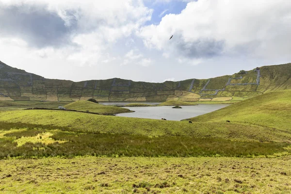 Portekiz 'in Azores kentindeki Corvo adasındaki Corvo kalderasının zümrüt yeşili havzasında güzel bir kuş süzülür.. 