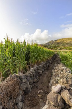 Vila do Corvo Cornfield