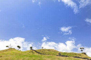 Azores Tepesindeki Küçük Ağaçlar