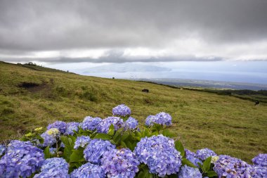 Pico Dağı 'nın yamaçları