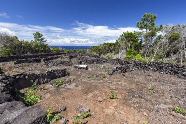Pico Üzüm Bağını Boşalt