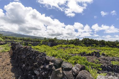 Volkanik Üzüm bağı Duvarları