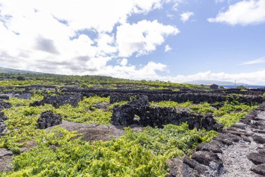 Portekiz, Azores 'deki Pico Adası' nda bir üzüm bağında asmalar yetişir..