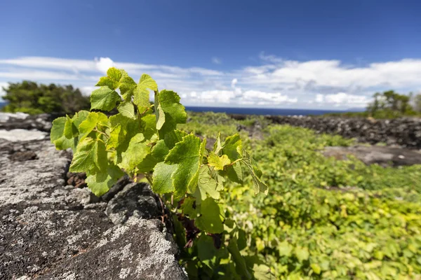 Azores Hojas de uva — Foto de Stock