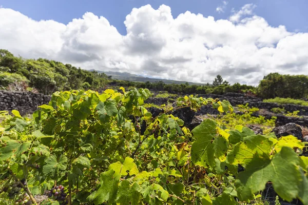 Hoja de uva Pico Primer plano — Foto de Stock