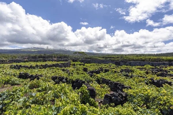 Campo de viñedo de las Azores masivas — Foto de Stock