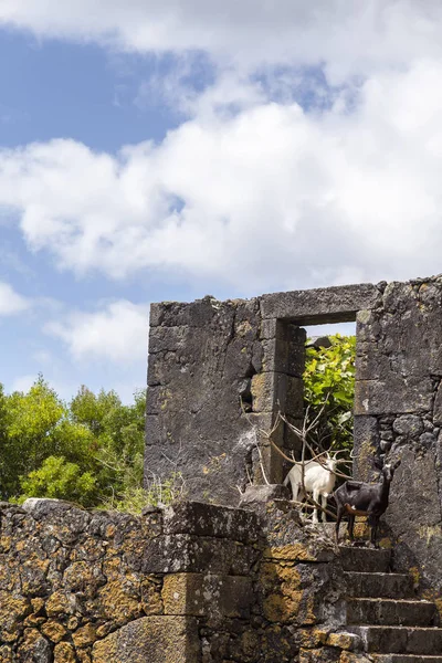 Geit in Sao Jorge — Stockfoto