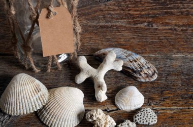 Küçük deniz kabuğu toplama