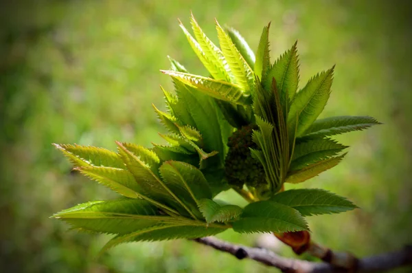 Junge Eberesche Blätter — Stockfoto