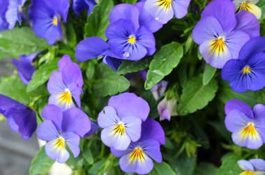 Homo çiçek yakın çekim