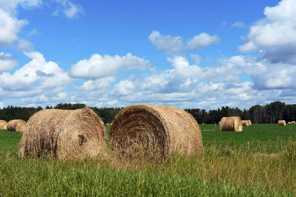 saman balya yuvarlak