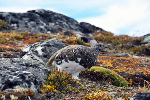 Білий хвіст Ptarmigan птах — стокове фото