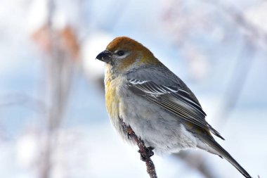 Sarı - boğazlı Vireo görüntüsünü yakından bir ağaç dalı kışın tünemiş.. 