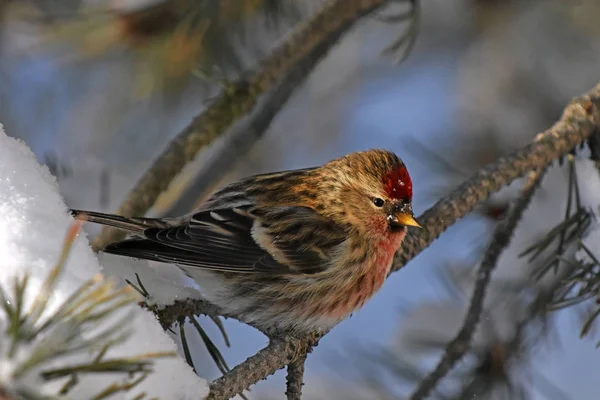 A close up image of a Red Pole Song Bird perched on a frost covered tree branch.