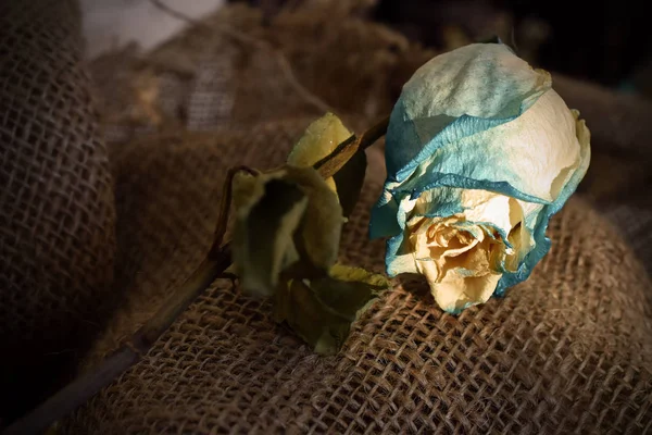 Μια Στενή Επάνω Εικόνα Ενός Νεκρός Μπλε Τριαντάφυλλου Φόντο Ύφασμα — Φωτογραφία Αρχείου