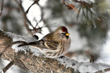 Görüntü kırmızı Pole Songbird yakından bir buz kaplı ağaç dalı üzerinde tünemiş. 