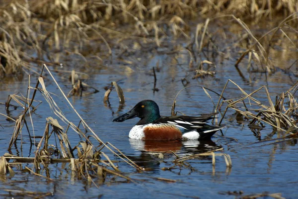 Bild Einer Stockente Die Einem Sumpfigen Teich Schwimmt — Stockfoto