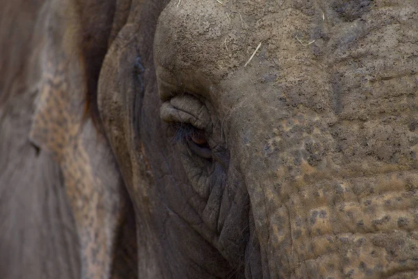详细的大象的头部和眼睛 — 图库照片
