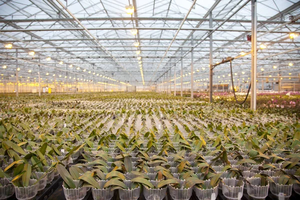 Las plantas jóvenes de la orquídea en enorme casa de cristal — Foto de Stock