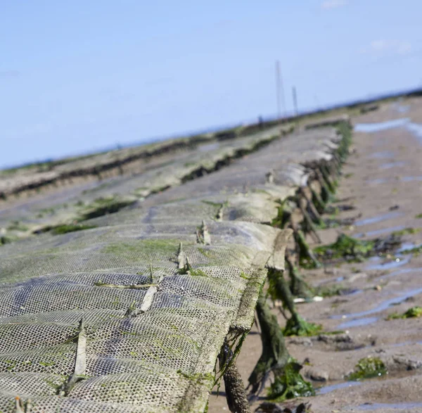 Noirmoutier, Fransa geçit du Gois, geleneksel istiridye grubunun yakın çekim