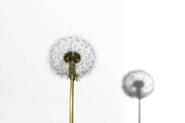 Karahindiba ve beyaz arka plan yakın çekim izole onun gölgesi