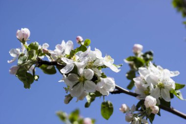 Bir bahar günü portre üzerinde elma çiçeği çiçek