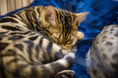 iyi bir gönüllü bir evsiz kedi yeni sahibine verir.