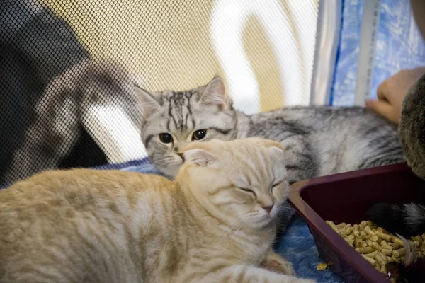 Ein Guter Freiwilliger Schenkt Eine Obdachlose Katze Einem Neuen Besitzer — Stockfoto