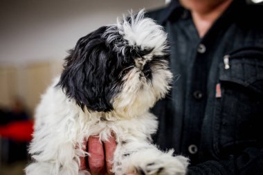 Husky köpek 2018 güzel şirin küçük