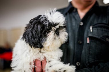 Husky köpek 2018 güzel şirin küçük