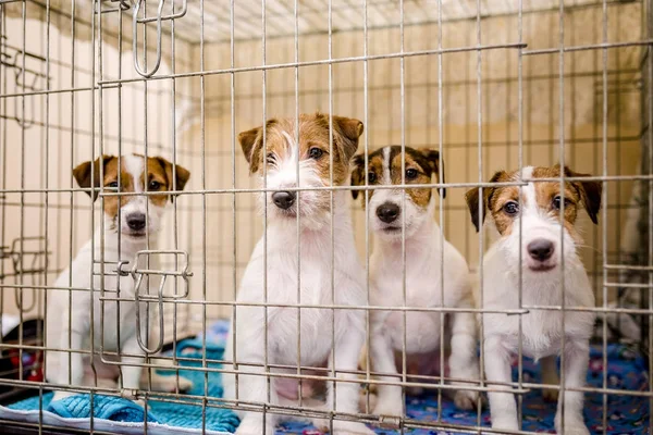 Husky köpek 2018 güzel şirin küçük