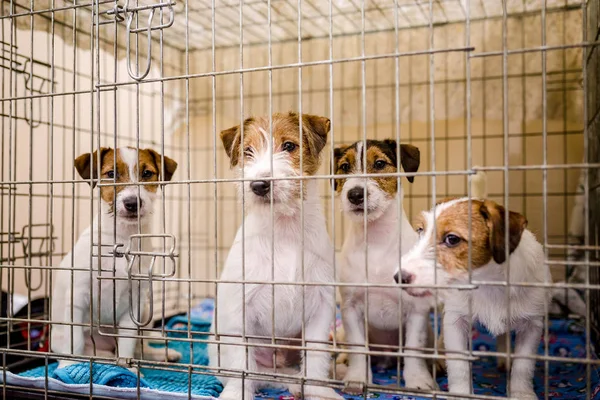 Husky köpek 2018 güzel şirin küçük