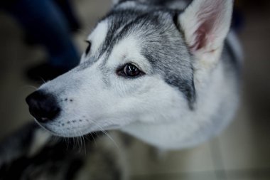 Husky köpek sevimli küçük 2018 güzel