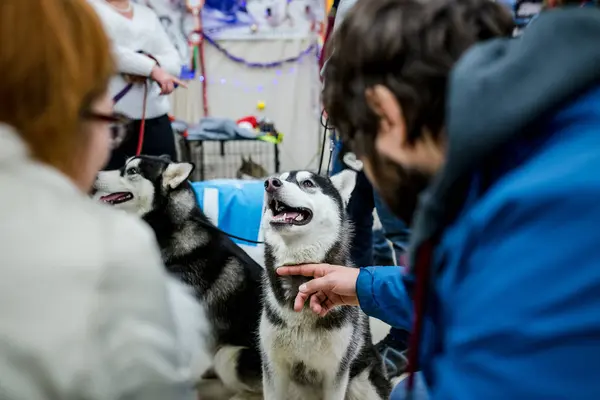 Husky Psa Roztomilý Malý 2018 Nice — Stock fotografie