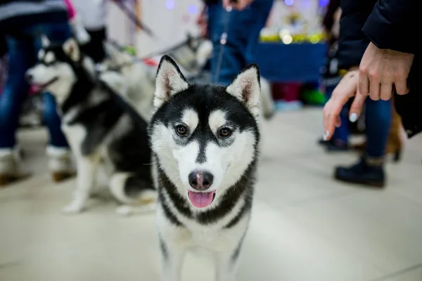 Husky Psa Roztomilý Malý 2018 Nice — Stock fotografie