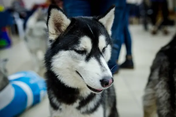 Husky Dog Cute Little 2018 Nice — Stock Photo, Image