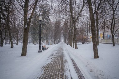 Blizzard. ormandaki kar fırtınası. Park güçlü kar fırtınası. kar-co