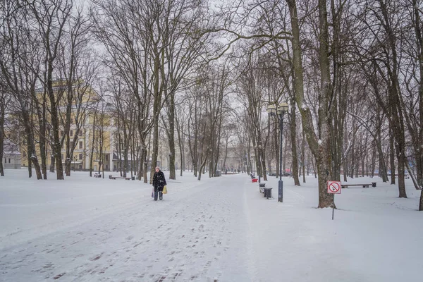 Blizzard. ormandaki kar fırtınası. Park güçlü kar fırtınası. kar-co