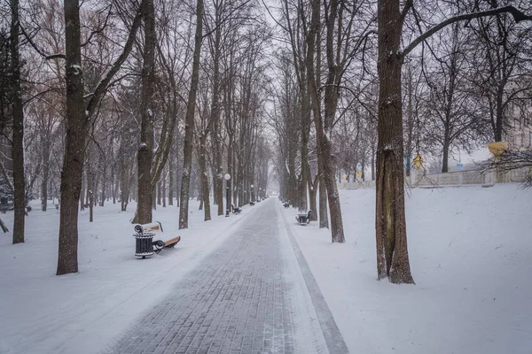 Blizzard. ormandaki kar fırtınası. Park güçlü kar fırtınası. kar-co
