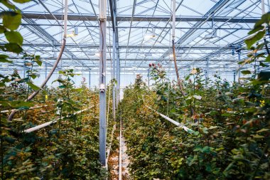 Büyüyen çiçekler ve bitkiler sera iç