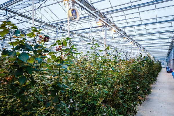 Interior of a greenhouse for growing flowers and plants — Stock Photo, Image
