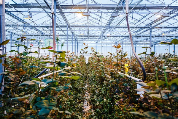 Innenraum eines Gewächshauses für den Anbau von Blumen und Pflanzen — Stockfoto