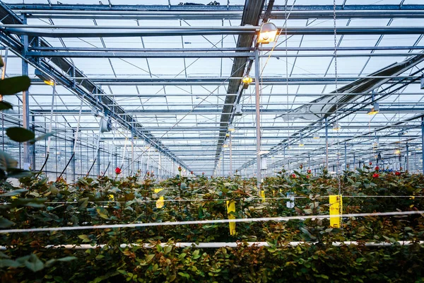 Interiør i veksthus for blomster- og plantedyrking – stockfoto
