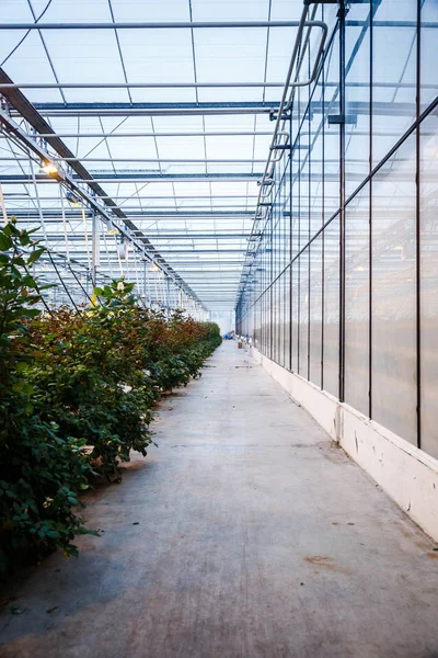 Interior de uma estufa para o cultivo de flores e plantas — Fotografia de Stock