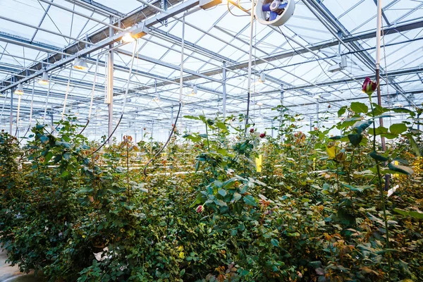 Büyüyen çiçekler ve bitkiler sera iç