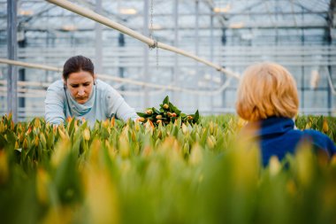 Minsk, Beyaz Rusya - 1 Mayıs 2017: bir greenho çalışma mutlu çiçekçi